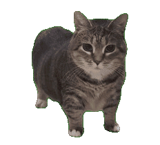 profile icon